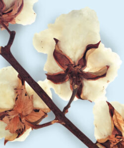 Sigvaris Premium Cotton 200 Calf Length Open Toe Ccl 1(18-21mmHg), Ccl 2(23-32mmHg) & Ccl 3(34-46mmHg) RAL.